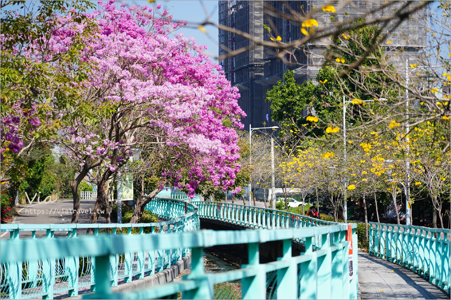 南投賞花》南投市福崗路雙色風鈴木～Tiffany色步道賞花趣，一次集滿洋紅風鈴木＋黃花風鈴木太幸福！