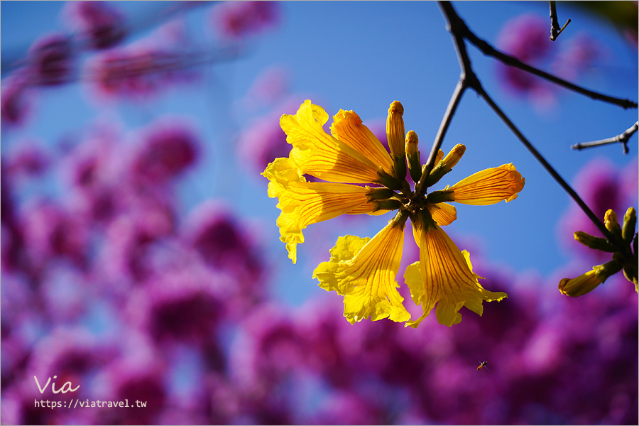 南投賞花》南投市福崗路雙色風鈴木～Tiffany色步道賞花趣，一次集滿洋紅風鈴木＋黃花風鈴木太幸福！