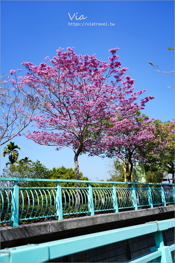 南投賞花》南投市福崗路雙色風鈴木～Tiffany色步道賞花趣，一次集滿洋紅風鈴木＋黃花風鈴木太幸福！