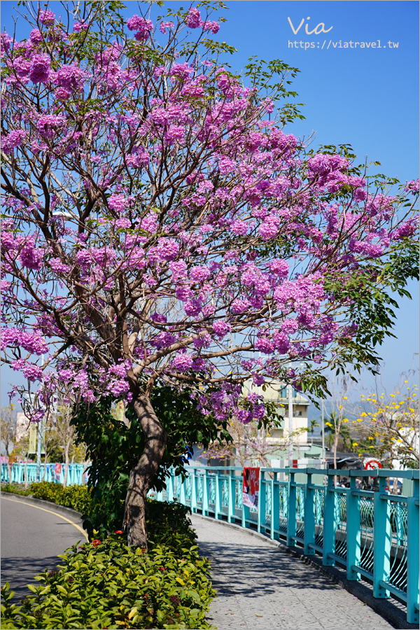 南投賞花》南投市福崗路雙色風鈴木～Tiffany色步道賞花趣，一次集滿洋紅風鈴木＋黃花風鈴木太幸福！