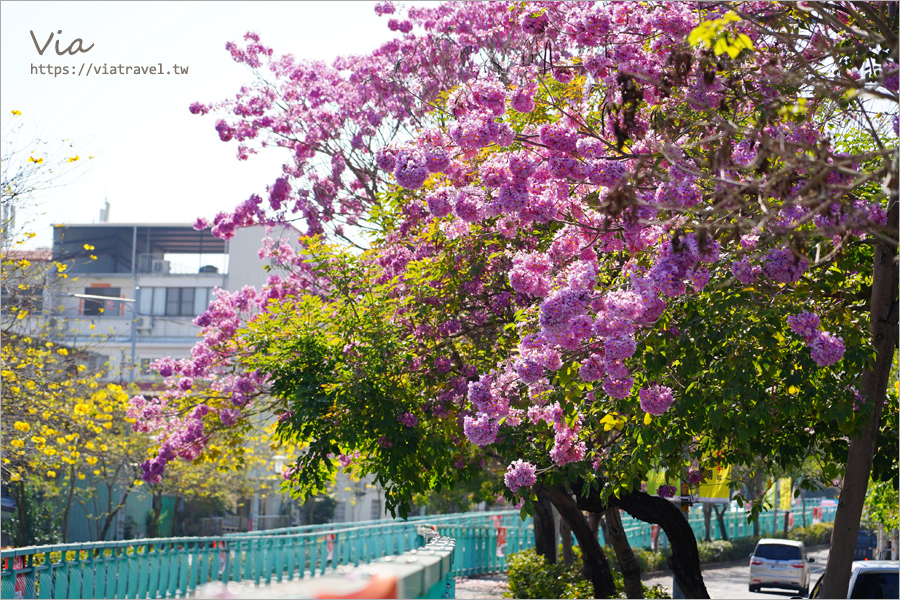 南投賞花》南投市福崗路雙色風鈴木～Tiffany色步道賞花趣，一次集滿洋紅風鈴木＋黃花風鈴木太幸福！