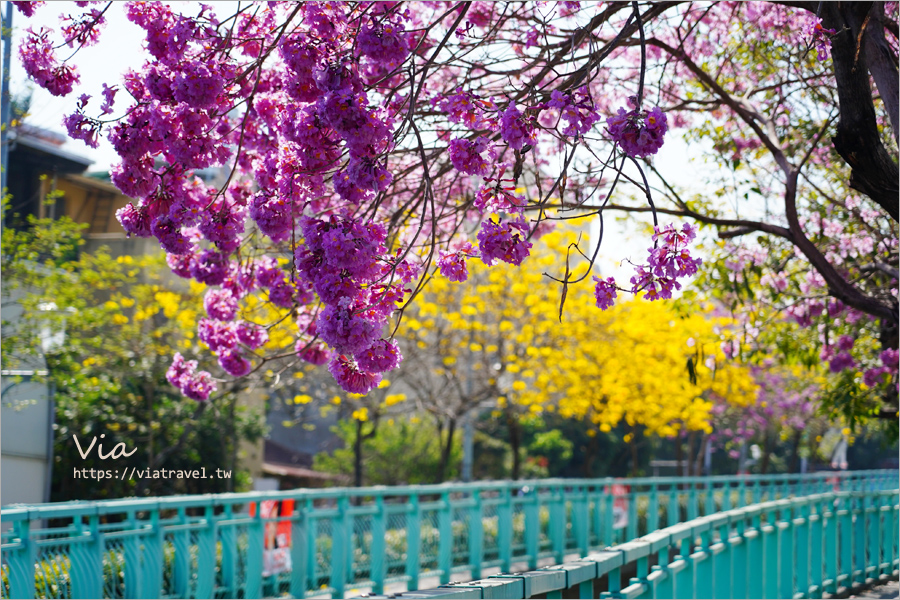 南投賞花》南投市福崗路雙色風鈴木～Tiffany色步道賞花趣，一次集滿洋紅風鈴木＋黃花風鈴木太幸福！