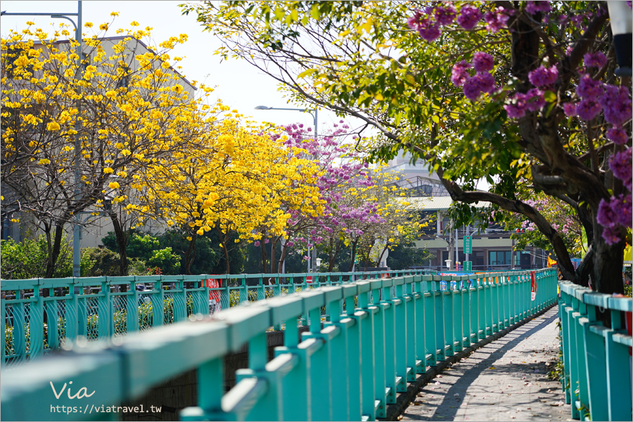 南投賞花》南投市福崗路雙色風鈴木～Tiffany色步道賞花趣，一次集滿洋紅風鈴木＋黃花風鈴木太幸福！