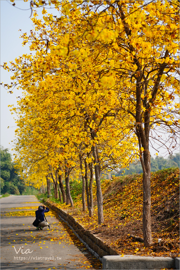 雲林大埤黃花風鈴木》箔雁岸黃花風鈴木．這裡一整排的黃金風鈴木超美的，堤防上就能拍到炸開的黃金風鈴木～