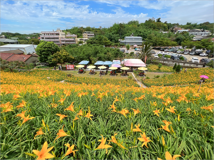 彰化虎山巖金針花》十萬株金針花盛開了！中部最美金針花山丘～母親節期間限定花海報到！