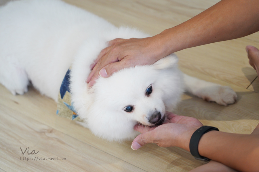 日本寵物零食推薦》巧沛Q-Pet～毛弟和喵醬都愛吃！日本製造、堅持品質的人氣寵物零食開箱！