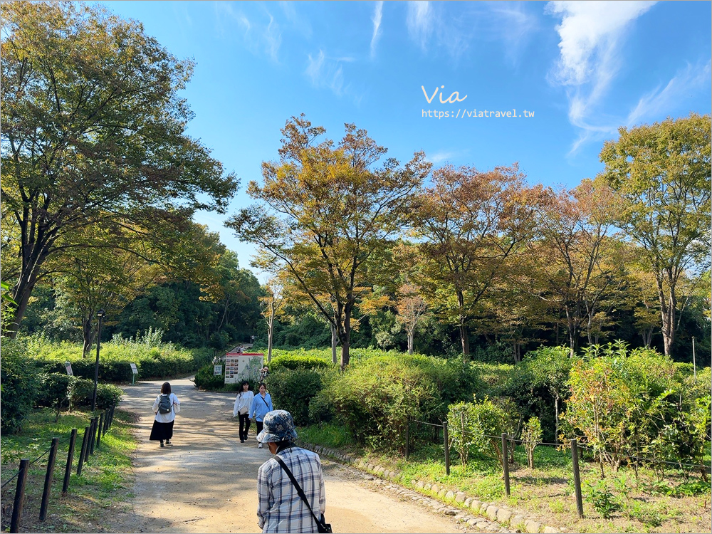 大阪萬博紀念公園》大阪必去景點地標～太陽之塔！還有季節限定的火紅波波草美景一次收集！