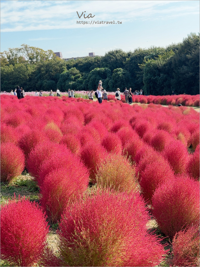 大阪萬博紀念公園》大阪必去景點地標～太陽之塔！還有季節限定的火紅波波草美景一次收集！