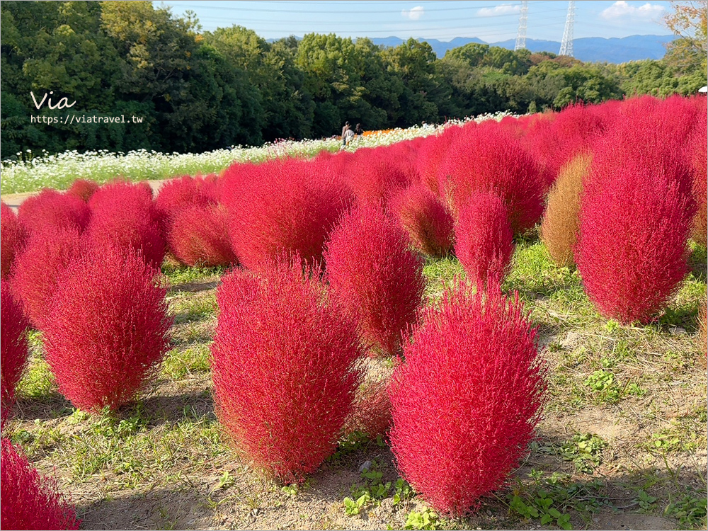 大阪萬博紀念公園》大阪必去景點地標～太陽之塔！還有季節限定的火紅波波草美景一次收集！