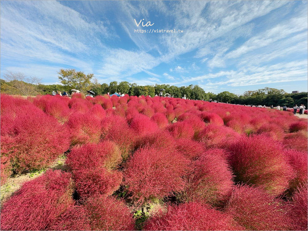 大阪萬博紀念公園》大阪必去景點地標～太陽之塔！還有季節限定的火紅波波草美景一次收集！