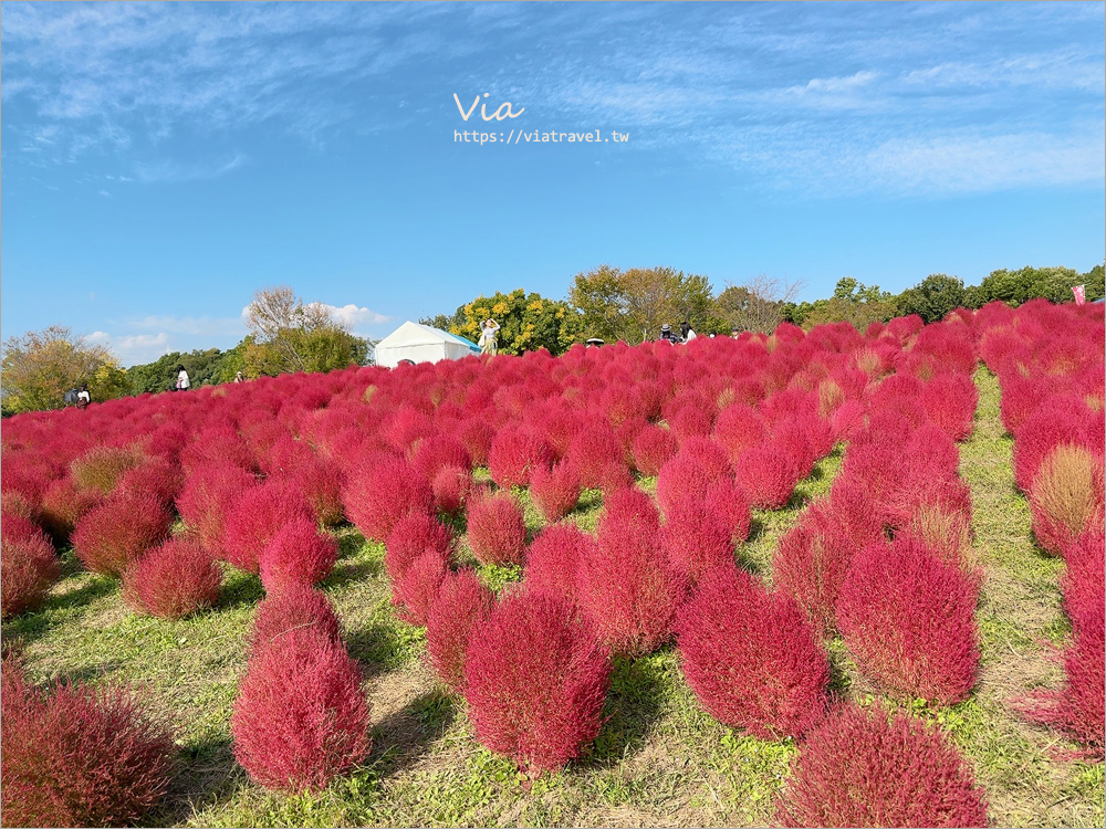 大阪萬博紀念公園》大阪必去景點地標～太陽之塔！還有季節限定的火紅波波草美景一次收集！