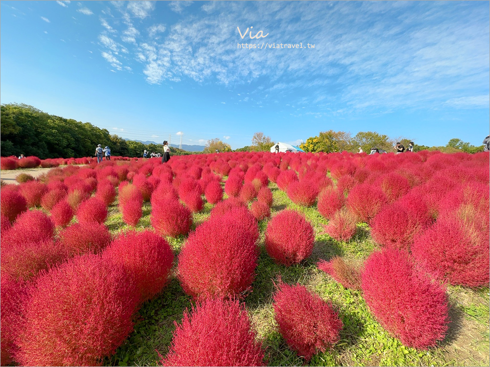 大阪萬博紀念公園》大阪必去景點地標～太陽之塔！還有季節限定的火紅波波草美景一次收集！