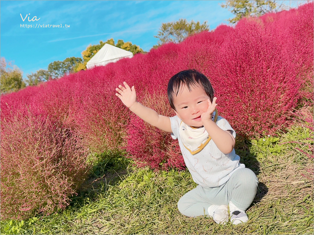 大阪萬博紀念公園》大阪必去景點地標～太陽之塔！還有季節限定的火紅波波草美景一次收集！