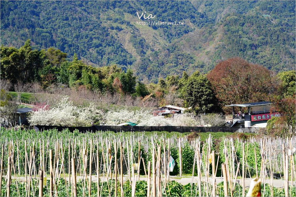 草坪頭餐廳》好夢幻！在李花樹下及茶園中享用美味的山菜小火鍋～冠鈺園茶葉之茶園小火鍋