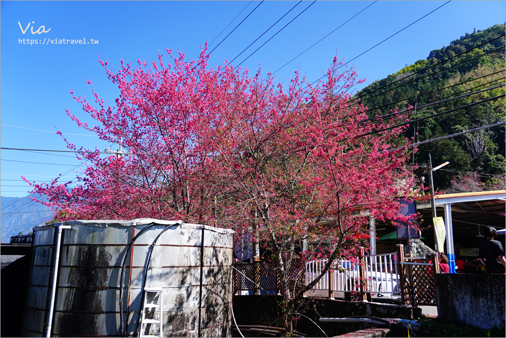 草坪頭餐廳》好夢幻！在李花樹下及茶園中享用美味的山菜小火鍋～冠鈺園茶葉之茶園小火鍋