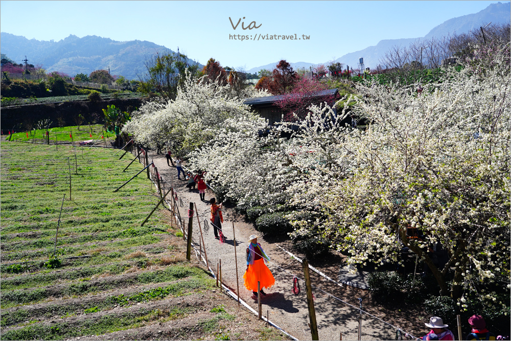 草坪頭餐廳》好夢幻！在李花樹下及茶園中享用美味的山菜小火鍋～冠鈺園茶葉之茶園小火鍋