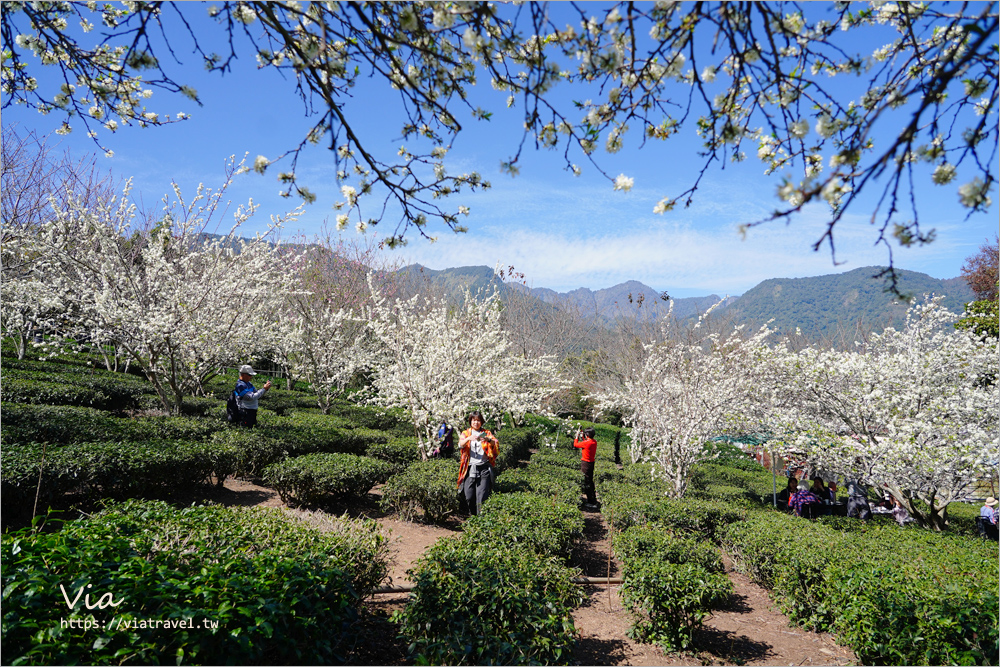 草坪頭餐廳》好夢幻！在李花樹下及茶園中享用美味的山菜小火鍋～冠鈺園茶葉之茶園小火鍋