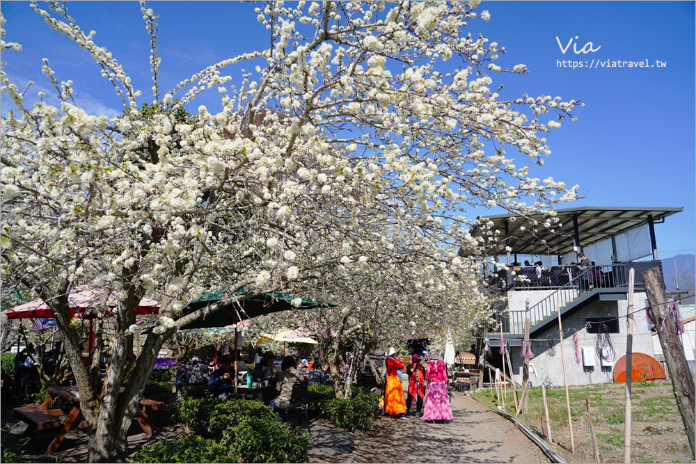 草坪頭餐廳》好夢幻！在李花樹下及茶園中享用美味的山菜小火鍋～冠鈺園茶葉之茶園小火鍋