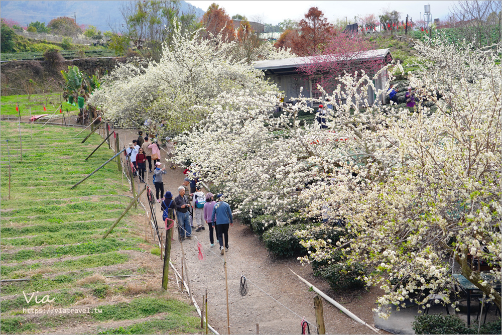 草坪頭餐廳》好夢幻！在李花樹下及茶園中享用美味的山菜小火鍋～冠鈺園茶葉之茶園小火鍋