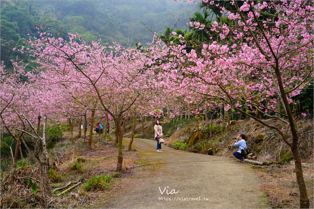 草嶺櫻花》雲林古坑青山坪咖啡農場～最新實況：夢幻粉櫻隧道來了！河津櫻、三色櫻盛開中，白寒櫻、李花再等等！