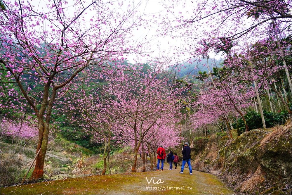 草嶺櫻花》雲林古坑青山坪咖啡農場～最新實況：夢幻粉櫻隧道來了！河津櫻、三色櫻盛開中，白寒櫻、李花再等等！