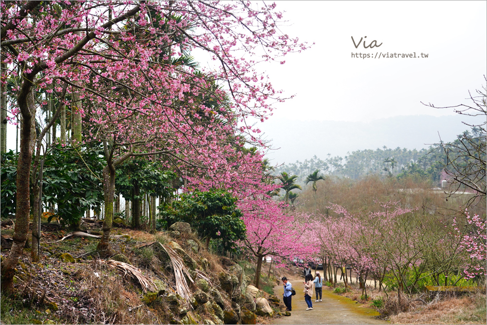 草嶺櫻花》雲林古坑青山坪咖啡農場～最新實況：夢幻粉櫻隧道來了！河津櫻、三色櫻盛開中，白寒櫻、李花再等等！