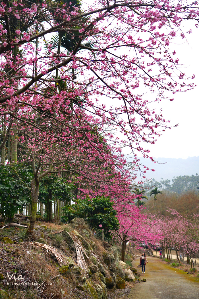 草嶺櫻花》雲林古坑青山坪咖啡農場～最新實況：夢幻粉櫻隧道來了！河津櫻、三色櫻盛開中，白寒櫻、李花再等等！