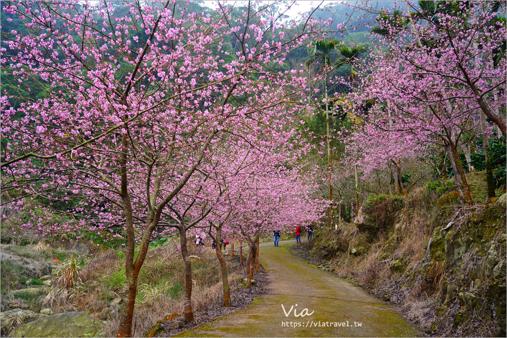 草嶺櫻花》雲林古坑青山坪咖啡農場～最新實況：夢幻粉櫻隧道來了！河津櫻、三色櫻盛開中，白寒櫻、李花再等等！