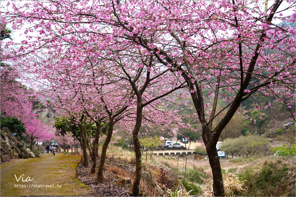 草嶺櫻花》雲林古坑青山坪咖啡農場～最新實況：夢幻粉櫻隧道來了！河津櫻、三色櫻盛開中，白寒櫻、李花再等等！