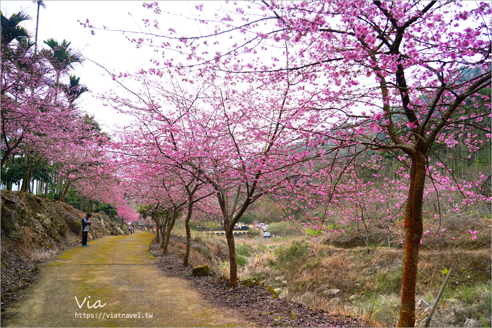 草嶺櫻花》雲林古坑青山坪咖啡農場～最新實況：夢幻粉櫻隧道來了！河津櫻、三色櫻盛開中，白寒櫻、李花再等等！