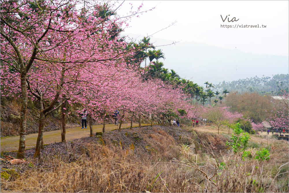 草嶺櫻花》雲林古坑青山坪咖啡農場～最新實況：夢幻粉櫻隧道來了！河津櫻、三色櫻盛開中，白寒櫻、李花再等等！