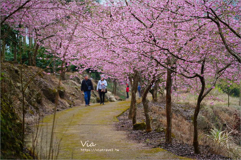 草嶺櫻花》雲林古坑青山坪咖啡農場～最新實況：夢幻粉櫻隧道來了！河津櫻、三色櫻盛開中，白寒櫻、李花再等等！