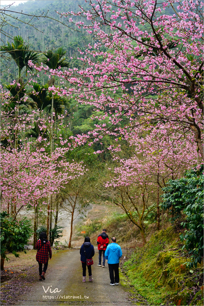 草嶺櫻花》雲林古坑青山坪咖啡農場～最新實況：夢幻粉櫻隧道來了！河津櫻、三色櫻盛開中，白寒櫻、李花再等等！