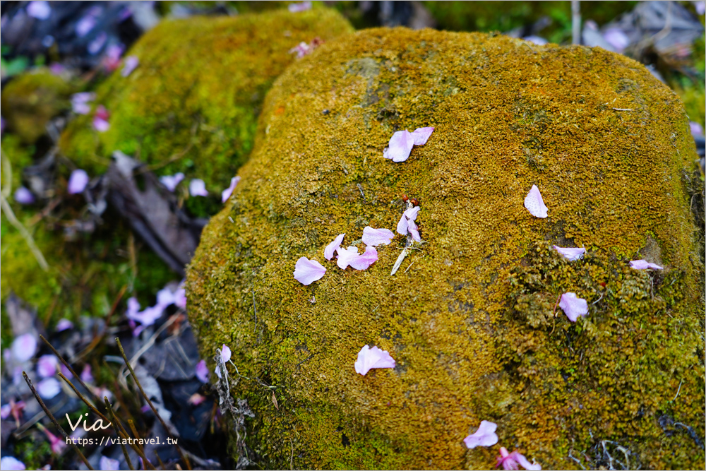 草嶺櫻花》雲林古坑青山坪咖啡農場～最新實況：夢幻粉櫻隧道來了！河津櫻、三色櫻盛開中，白寒櫻、李花再等等！