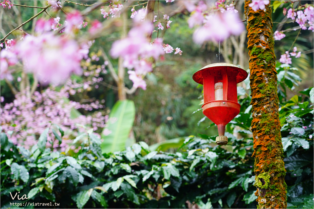 草嶺櫻花》雲林古坑青山坪咖啡農場～最新實況：夢幻粉櫻隧道來了！河津櫻、三色櫻盛開中，白寒櫻、李花再等等！