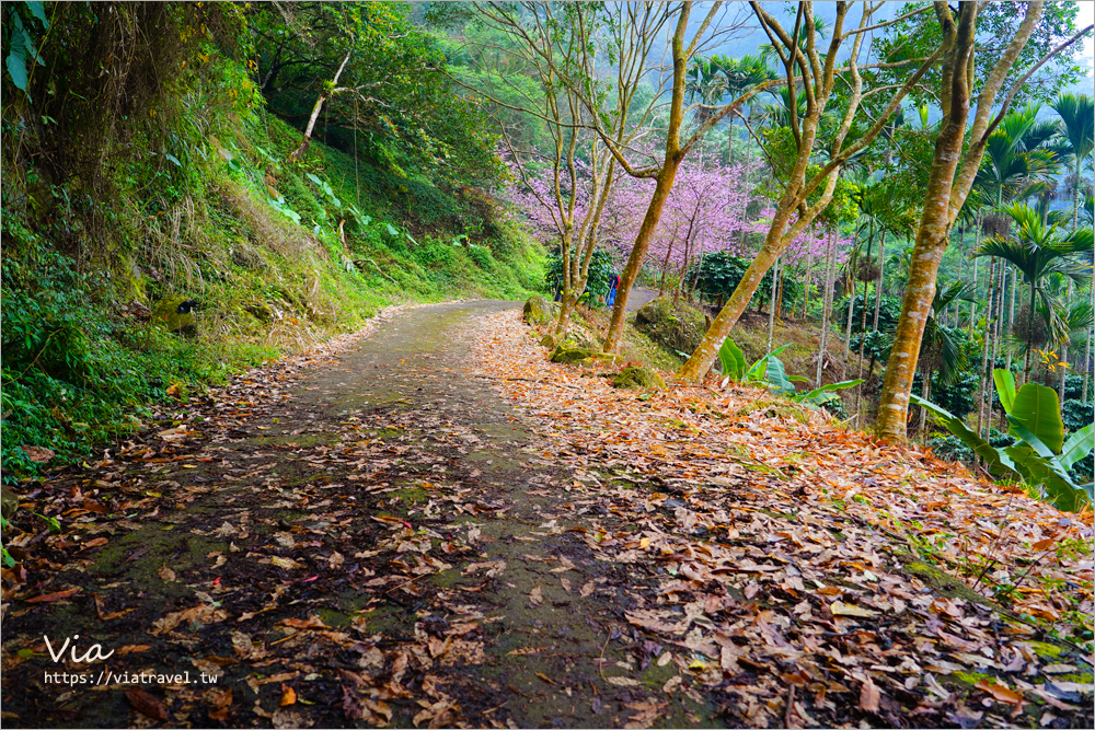 草嶺櫻花》雲林古坑青山坪咖啡農場～最新實況：夢幻粉櫻隧道來了！河津櫻、三色櫻盛開中，白寒櫻、李花再等等！