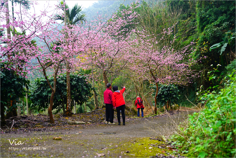 草嶺櫻花》雲林古坑青山坪咖啡農場～最新實況：夢幻粉櫻隧道來了！河津櫻、三色櫻盛開中，白寒櫻、李花再等等！