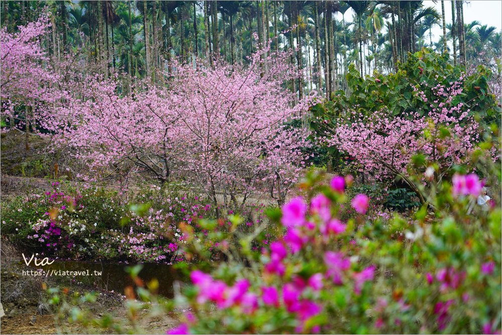 草嶺櫻花》雲林古坑青山坪咖啡農場～最新實況：夢幻粉櫻隧道來了！河津櫻、三色櫻盛開中，白寒櫻、李花再等等！