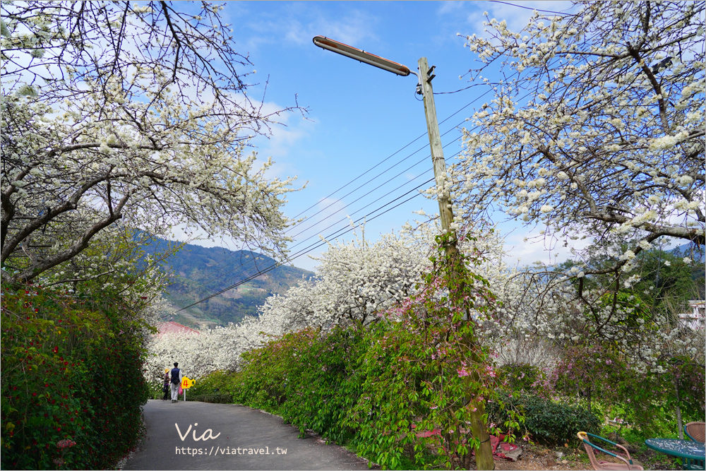 南投草坪頭花季》超美必去李花新秘境：明生李白花步道～近百公尺的夢幻白色小徑超好拍！(14號停車場)