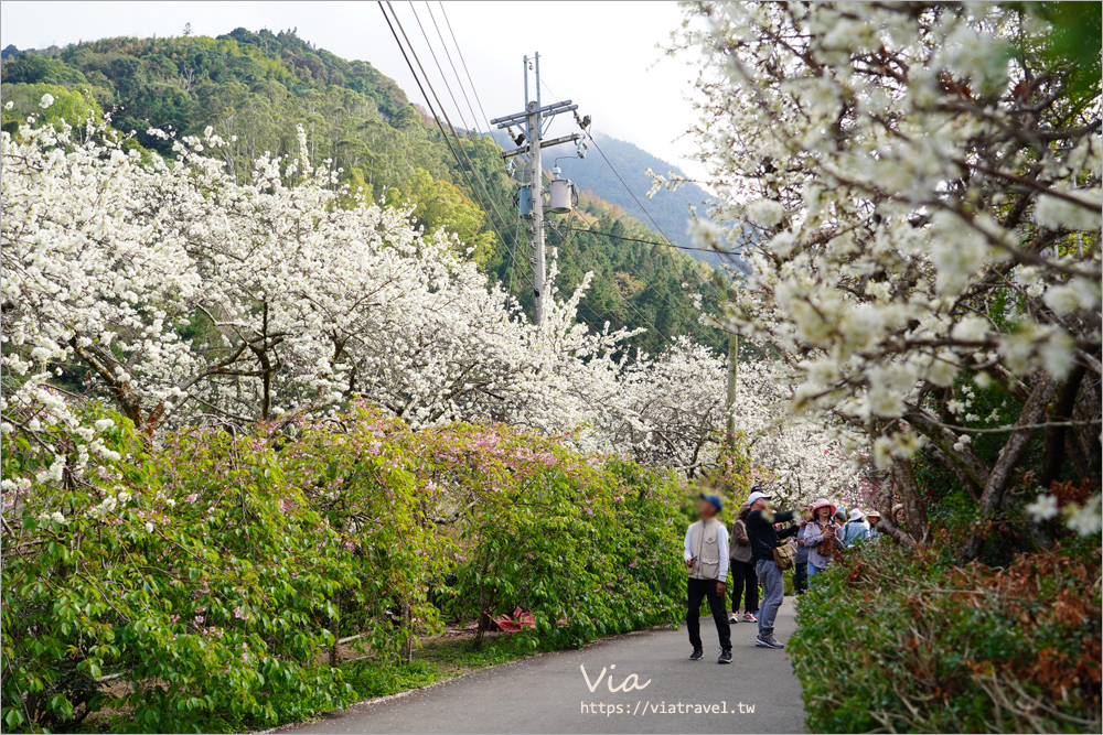 南投草坪頭花季》超美必去李花新秘境：明生李白花步道～近百公尺的夢幻白色小徑超好拍！(14號停車場)