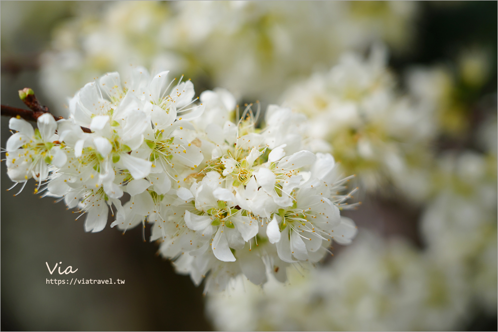 南投草坪頭花季》超美必去李花新秘境：明生李白花步道～近百公尺的夢幻白色小徑超好拍！(14號停車場)