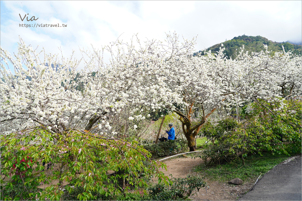 南投草坪頭花季》超美必去李花新秘境：明生李白花步道～近百公尺的夢幻白色小徑超好拍！(14號停車場)