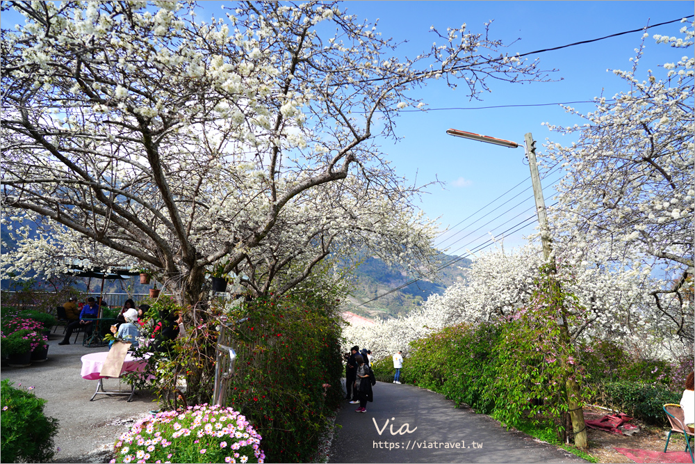 南投草坪頭花季》超美必去李花新秘境：明生李白花步道～近百公尺的夢幻白色小徑超好拍！(14號停車場)