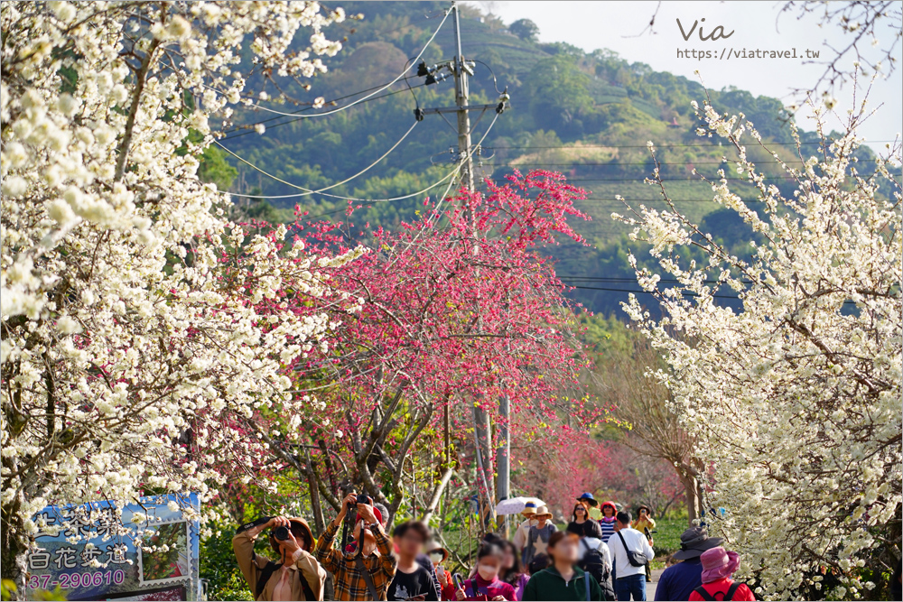 南投草坪頭花季》超美必去李花新秘境：明生李白花步道～近百公尺的夢幻白色小徑超好拍！(14號停車場)