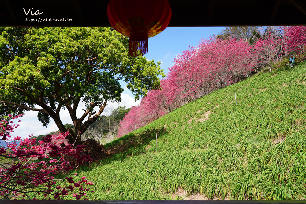 新社櫻花季》台中沐心泉櫻花盛開美景報到～粉紅櫻花隧道＋木造涼亭的夢幻景色一定要收藏！