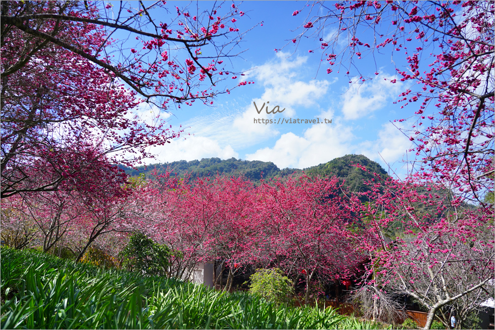 新社櫻花季》台中沐心泉櫻花盛開美景報到～粉紅櫻花隧道＋木造涼亭的夢幻景色一定要收藏！