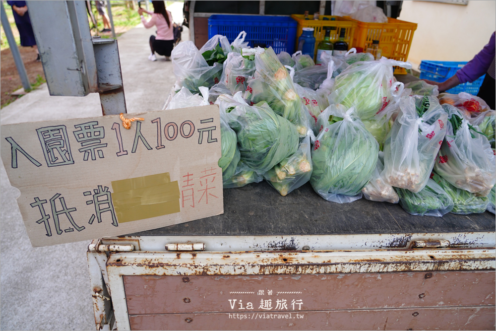 台中新社櫻花新秘境》興社街的私房櫻花園全面滿開～美到拍翻的八重櫻粉嫩登場！