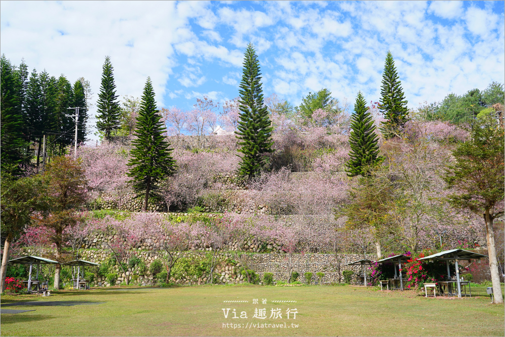 台中新社櫻花鳥森林》上千株香水櫻盛開迎客，夢幻櫻花瀑布粉嫩登場！