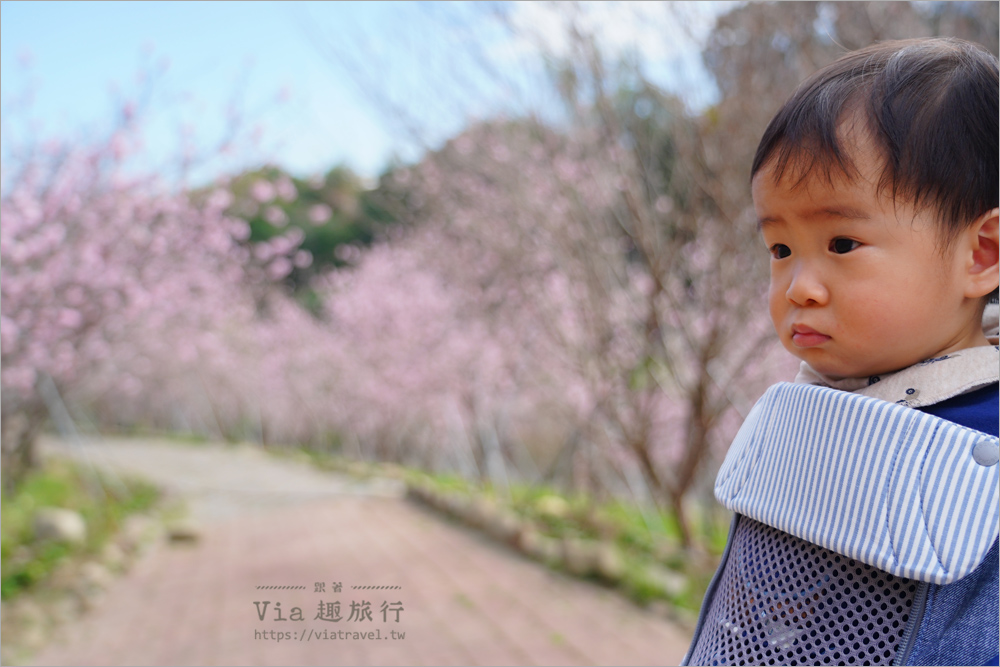 台中新社櫻花鳥森林》上千株香水櫻盛開迎客，夢幻櫻花瀑布粉嫩登場！