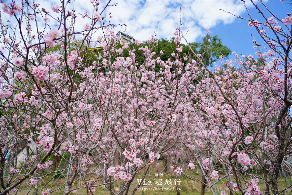 台中新社櫻花鳥森林》上千株香水櫻盛開迎客，夢幻櫻花瀑布粉嫩登場！